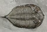 Dalmanites Trilobite Fossil - New York #99027-1